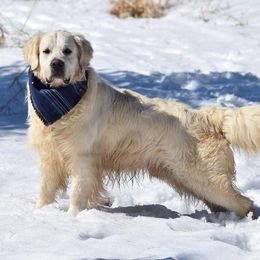 Golden Retrievers from South Branch Goldens