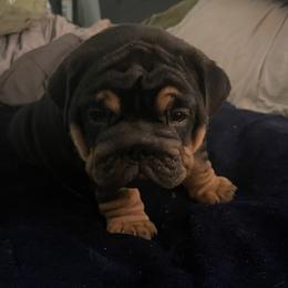 Asmodeus, or Ozzy for short - Black tri-color male Bulldog puppy in Jacksonville, Florida from Semper Fi Bulldogs