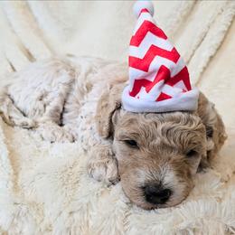 Dino - Cream male Goldendoodle puppy in Casa Grande, Arizona from Curls and Camo Pups