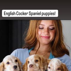 Cocker Spaniel and English Cocker Spaniel Puppies from CuttinBlue Farms