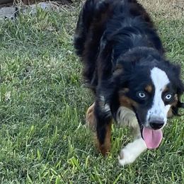 Poodles and Toy Australian Shepherds from 2B Aussies