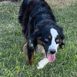 Poodles and Toy Australian Shepherds from 2B Aussies