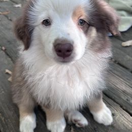 Brittle - Red tri-color female Miniature American Shepherd puppy in Greenboro, North Carolina from Rustlingrass Miniature American Shepherds
