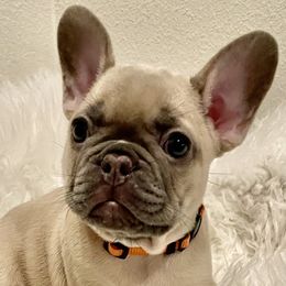 French Bulldogs from JungleCity Frenchies