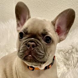 French Bulldogs from JungleCity Frenchies