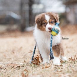Australian Shepherd Puppies from Skyborne Australian Shepherds