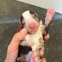 Clover - Chocolate merle female Bernedoodle puppy in New Ringgold, Pennsylvania from Hawk Mountain Doodles