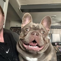Crusher - Liver male French Bulldog puppy in New Oxford, Pennsylvania from J&T French Bulldog & Pomeranian Palacio