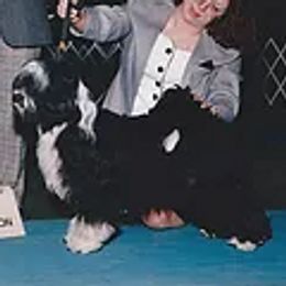 Afghan Hounds and Tibetan Terriers from Jen Trinque's Afghan Hounds and Tibetan Terriers