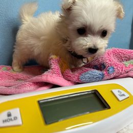 Blue Boy - White male Maltese puppy in Clover, South Carolina from Cudi’s Buddies
