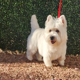 Sissy - West Highland White Terrier