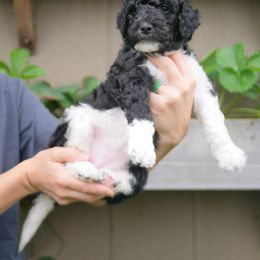 Red Collar - Parti Goldendoodle puppy in Lakewood, Washington from Grit City Goldendoodles