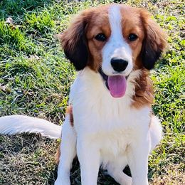 Tulip Trained Kooikerhondje Puppy - White and red female Nederlandse Kooikerhondje puppy in Gainesville, Florida from Ambermoon Kooikerhondje Blackamber Greater Swiss Mountain Dogs