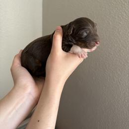 Kit Kat - Red tri-color female Australian Shepherd puppy in Weeki Wachee, Florida from Ace of Spades Australian Shepherds