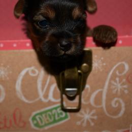 Boy 2 - Gold male Yorkshire Terrier puppy in Carmichael, California from Mckeever's Yorkies