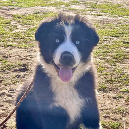 Australian Shepherd and Miniature Australian Shepherd Puppies from Magic Ranch Mini Aussies