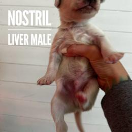 Nostril - White and liver brown male Dalmatian puppy in Stanchfield, Minnesota from Darling Dalmatians