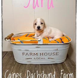 Yara - Cream female Dachshund puppy in Cincinnati, Ohio from Caines Dachshund Farm