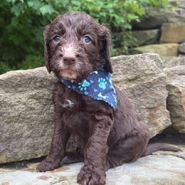 Matcha - Liver and white male Springerdoodle puppy in Lisbon, Ohio from Willow Lane Doodles