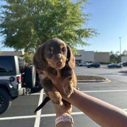 Dachshund Puppies from A Little Dach of Love