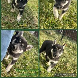 Spooky - Black tan and white female Siberian Husky puppy in Canton, Ohio from Bleu Skies Siberian Huskies