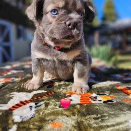 Christopher - Blue fawn male French Bulldog puppy in Bend, Oregon from High Lakes Frenchies