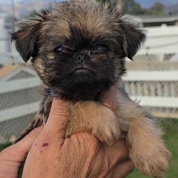 Otis - Belge male Brussels Griffon puppy in Yucaipa, California from Griffs & Giggles Ranch - The Cortez Family