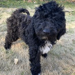 Goldendoodle Puppies from Golden Cuddle Pups