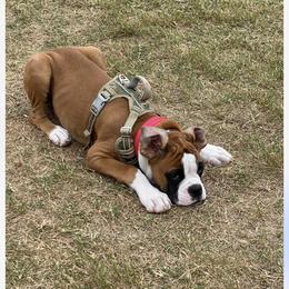 Boxer Puppies from Sergeant's Boxers