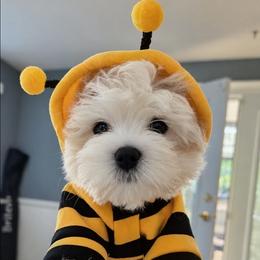 Lovey (Purple) - White and lemon female Maltese puppy in North Chesterfield, Virginia from Maltese Love
