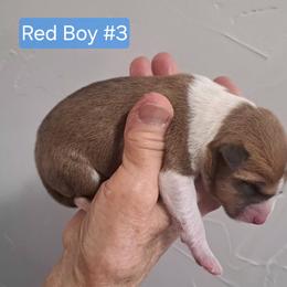 Red Boy 3 - Red and white male Basenji puppy in Tuttle, Oklahoma from Steadfast Farm (SFF)