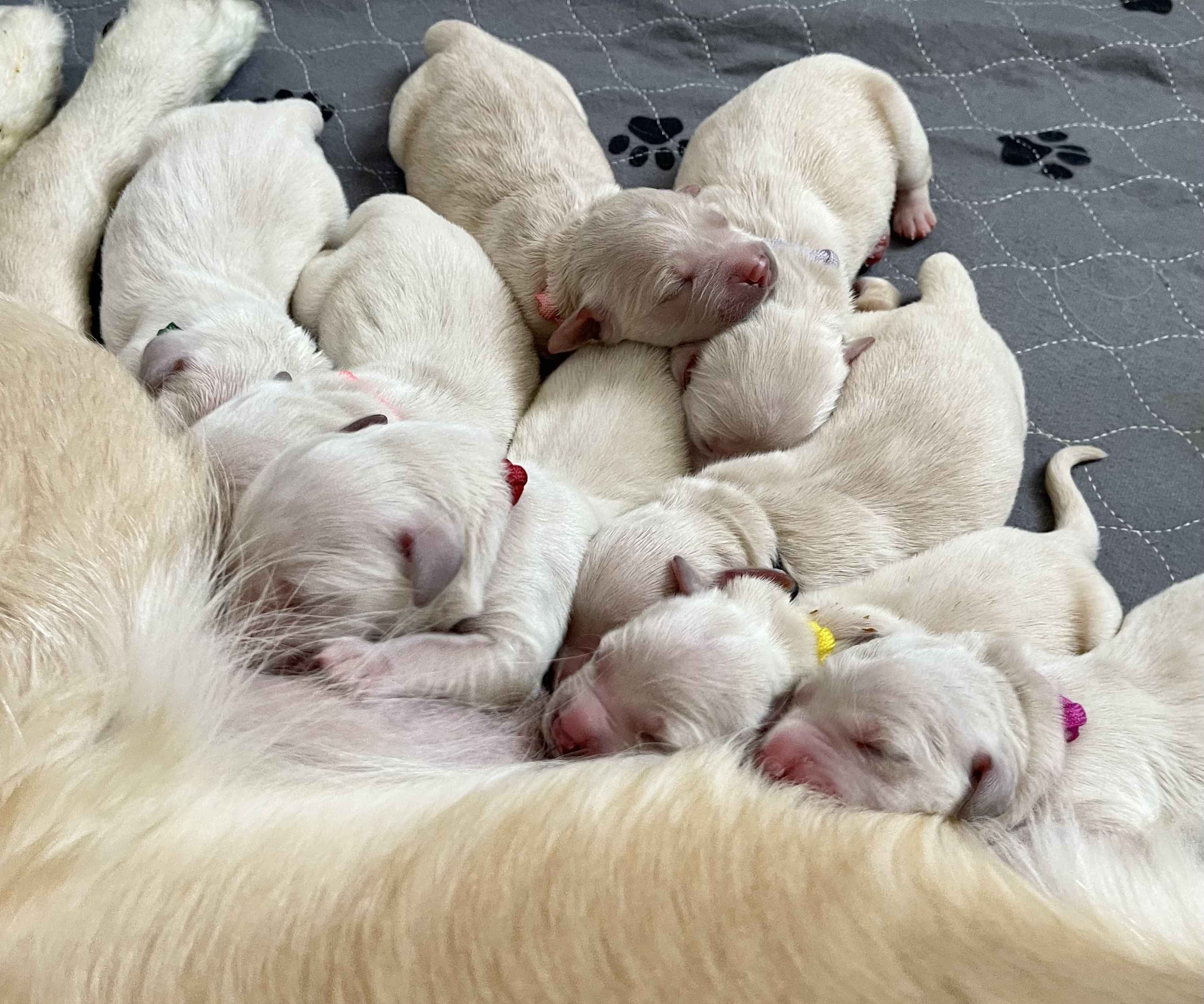 purebred boxer puppies