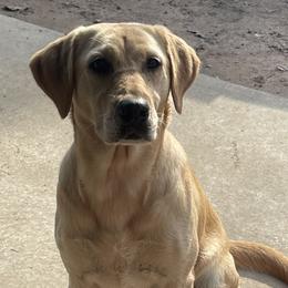 Chai - Labrador Retriever