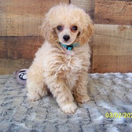 Goldendoodle and Poodle Puppies from Golden B Acres