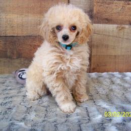 Goldendoodle and Poodle Puppies from Golden B Acres