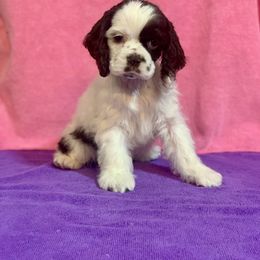 Girl 1 - Brown and white female Cocker Spaniel puppy in Delphi, Indiana from Benchmark Cockers