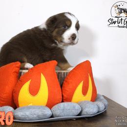 Australian Shepherd Puppies from Starlit Grove Australian Shepherds