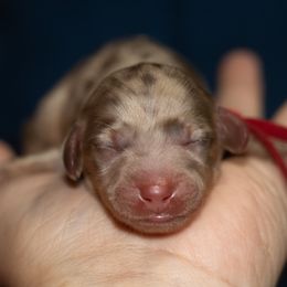 Holly - Dapple female Dachshund puppy in Mesa, Arizona from Dach Army LLC