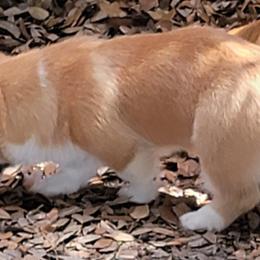 Pembroke Welsh Corgis from Aurelia Corgis