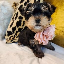 MiMi - Black and tan female Yorkshire Terrier puppy in Sachse, Texas from Ella's Designer Yorkies