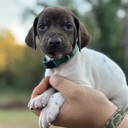 “Gridiron” - male German Shorthaired Pointer puppy in Six Mile, South Carolina from The Proper Pointer Co.