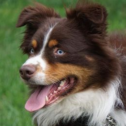 Oakley  - Australian Shepherd