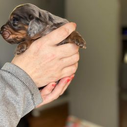 Dachshund Puppies from Rea's Puppies