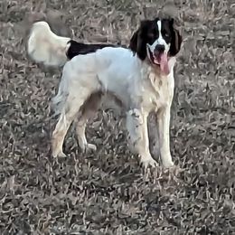 Slash - English Springer Spaniel