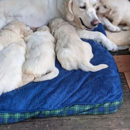 Golden Retriever Puppies from Cruz'n Golden Retrievers