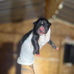 Boy 4 - Black and white male Siberian Husky puppy in Uhland, Texas from Siberian Huskies