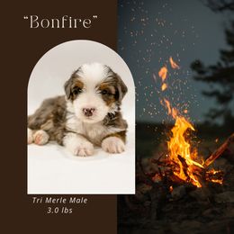 Bonfire (Mint Collar) - Blue merle male Bernedoodle puppy in Hudson, Indiana from TurkeyCreek-K9