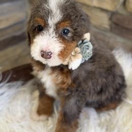 Bernedoodle, Cavapoo, and Goldendoodle Puppies from Blackberry Farm Puppies