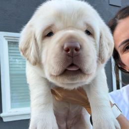 Pink - Champagne female Dilute Retriever puppy in Orangevale, California from NorCal Silver & Coal Labradors