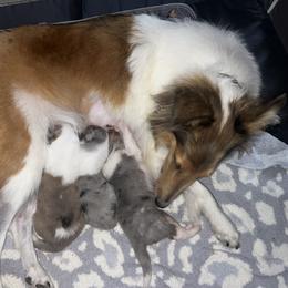 Collie Puppies from Jolly Collies
